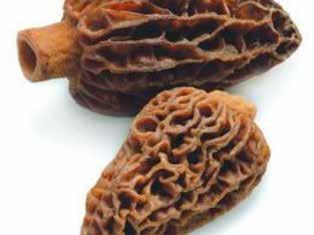 Huhtasieni (3-5cm) 1000g Huhtasieniä ( Morchella esculenta ou conica) MC tuotenro