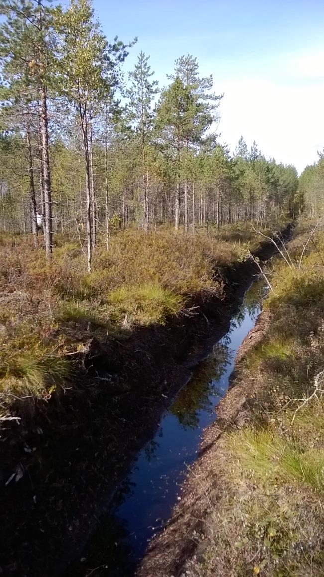 22 Hiljattain toteutettu kunnostusojitus yleissuunnitelma-alueella (kuvat 16 ja 17).