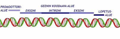 ..a recent study in twins with MS supports the notion that vitamin D levels are under regulation by genetic variation in the 1α-hydroxylase and vitamin D receptor genes, perhaps pointing to their