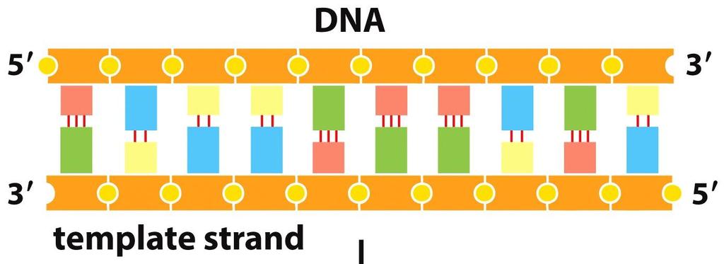 RNA polymeraasi II Liittää