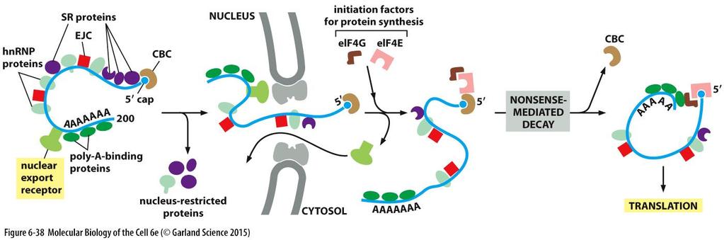 EJC = exon junction complex hnrnp = heterogenous nuclear