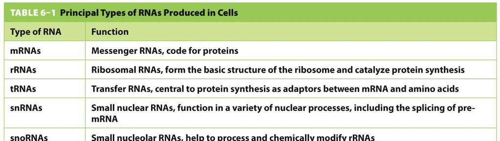 Erilaiset RNA tyypit solussa Olika RNA