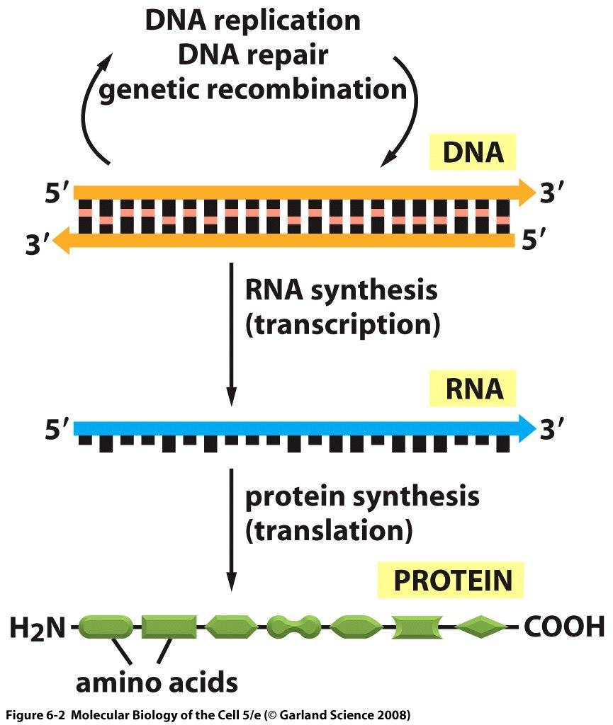 The central dogma of molecular biology The life