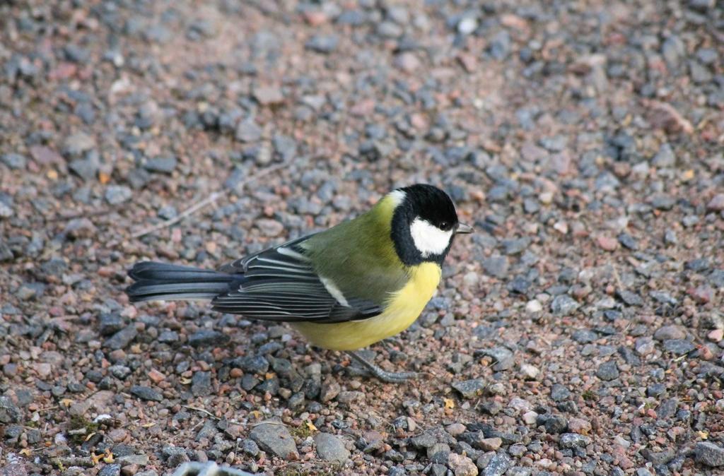 Talitiainen Kuvan lintu on tianen. Talitiaisella on keltainen vatsa, vihreä selkä, musta päälaki ja valkoiset posket.talitiainen on kaikkiruokainen.