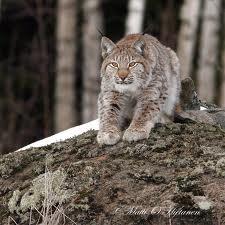 Ilves on kissaeläin, joka elää Euroopan metsissä.