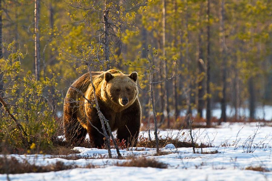 Karhu on suurin maalla liikkuva petoeläin mitä Euroopasta löytyy. Karhun turkki eli karvapeite on hyvin tuuhea ja siksi karhu saa ruumiilleen pyöreän vaikutelman.