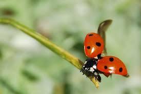 Leppäkertut eli toiselta nimeltään leppäpirkot kuuluvat kovakuoriaisheimoon. Ne ovat todella pieniä sekä kävellessään hitaita.