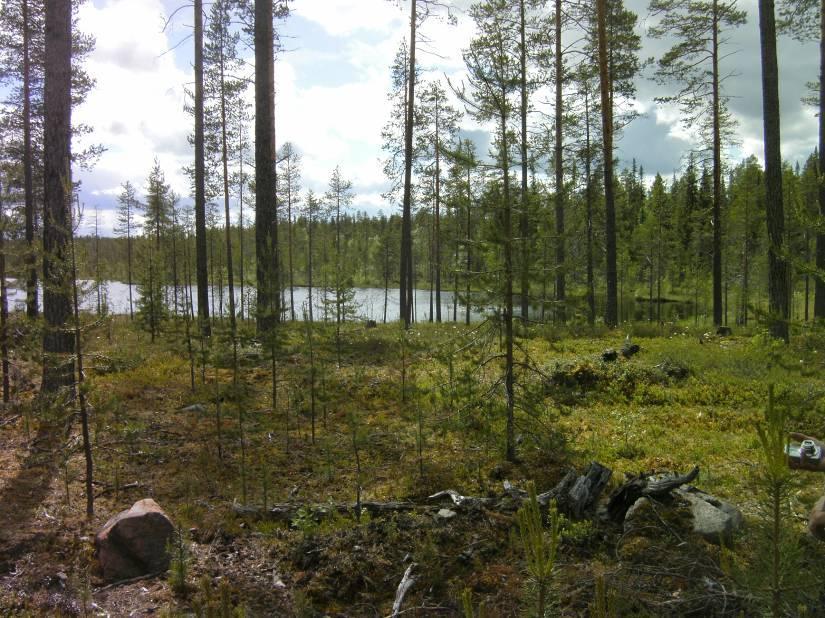 Pintamaalaji on pääosin moreenia ja loivat kumpareet pääosin ablaatiomoreenia. Puusto pääosin kuvan kaltaista talousmetsää. Maapuita tai lehtipuusto esiintyy niukalti. Kuva 2.