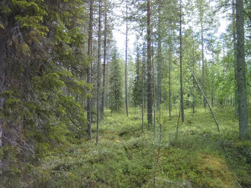 7 tavanomaista mäntyvaltaista kangasta, jossa männyn ohella esiintyy vain harvakseltaan muita puulajeja. Puusto on tasaikäistä ja maapuita tai pystykeloja ei esiinny. Kuva 5.