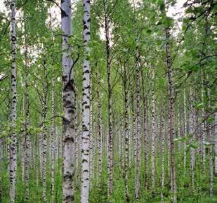 Koivu Hyödynnettävät osat: Lehdet, kuori, mahla Tuhka Tieteellinen näyttö (Alakurtti ym.