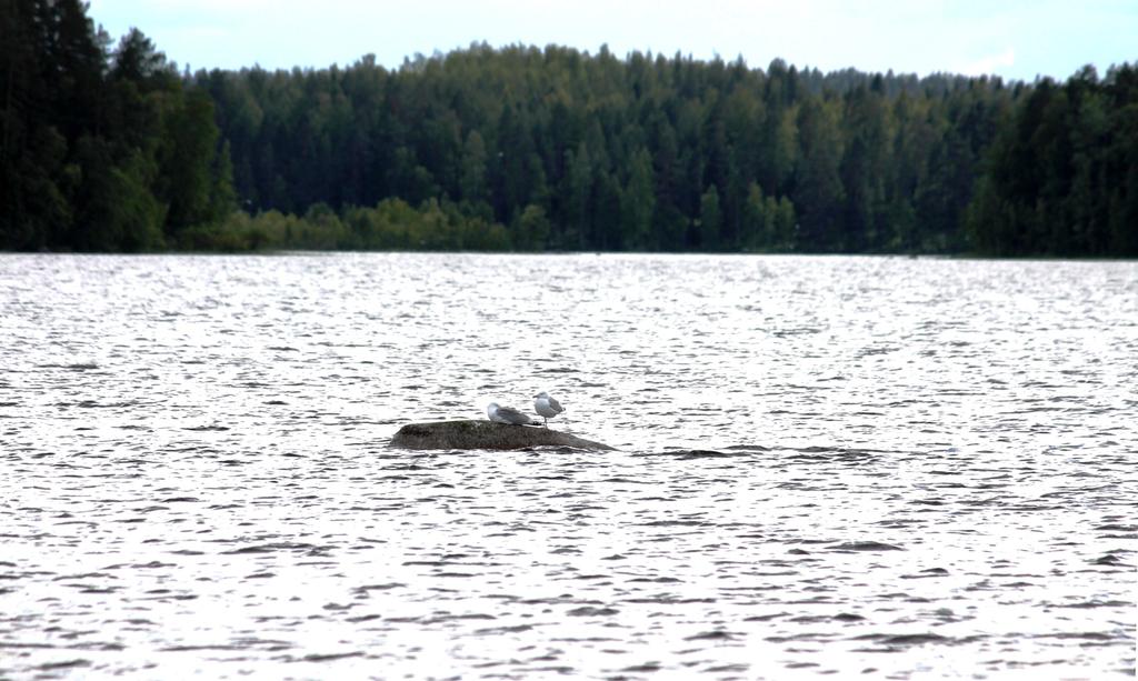 Vanhaa historiaa Iissalosta Tässä osa muistelosta, jonka Salonsaaren eli Iissalon asukas Annikki Salo on kirjoittanut