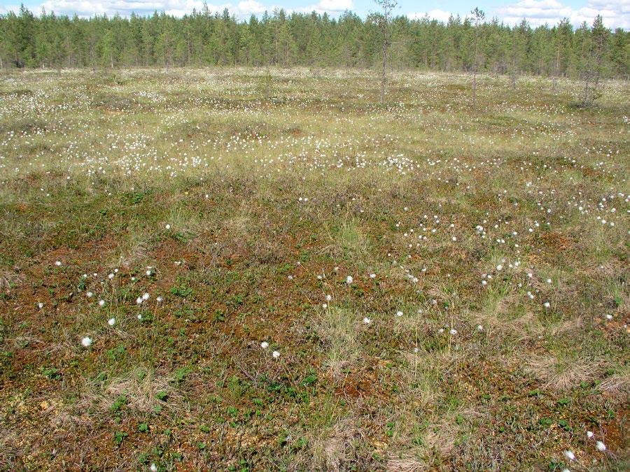 Nilsiässä (Kuopiossa) tutkitut suot ja niiden turvevarat. Osa 2.