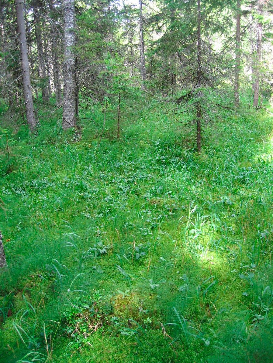 Nilsiässä (Kuopiossa) tutkitut suot ja niiden turvevarat. Osa 2. halki virtaa Kohisovanpuro. Suolla ei ole reunaojitusta ja kasvillisuus ja vesitalous ovat pysyneet pääosin muuttumattomina.