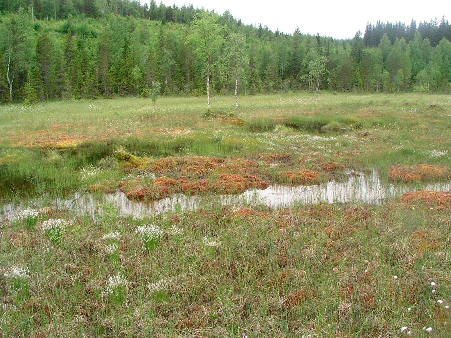 Sirppisuon mesotrofista rimpinevaa suon keskiosassa.