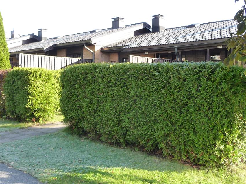 Aidan leikkaamiseksi naapuritontin puolelta on saatava naapurin suostumus. Ellei se ole mahdollista, on pensaat istutettava niin kauas rajasta, että myös leikkaaminen voidaan tehdä omalla tontilla.
