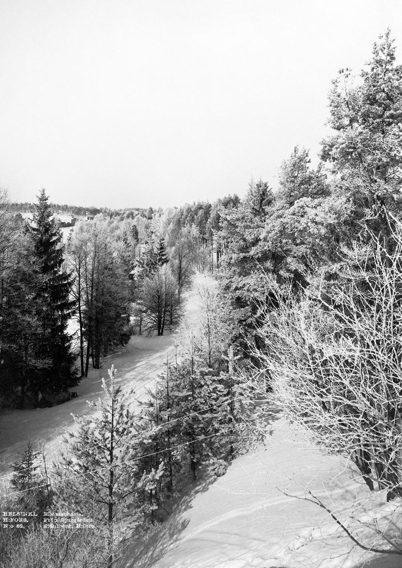 Kuva 36 Eläintarha. Kuva on otettu todennäköisesti Ravintola Alppilan terassilta. Alla Nykyisen Alppipuiston läpi kulkenut tie. Sen reunan puuistutusten takana sijaitsevat lammet.