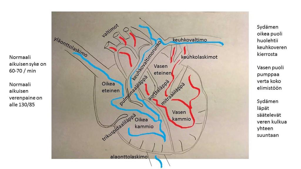 ) Systolen aikana sydän on supistunut ja lukema ilmoittaa yläpaineen, eli paineen valtimon sisällä sydämen supistuksen aikana. Diastole ilmoittaa paineen sydämen lepovaiheen aikana. (Mustajoki 2017.