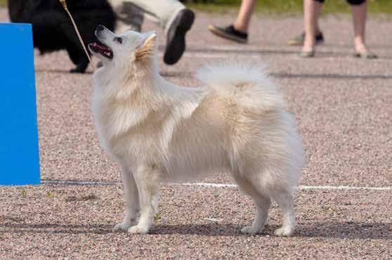 vuoden pennun esittely 1. Kerro hieman koirastasi ja menneestä vuodesta Kevin on varsin energinen ja aktiivinen tapaus, ei hetkeäkään paikoillaan. Aina valmis toimintaan.