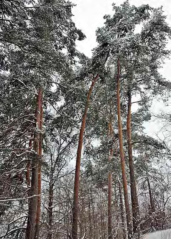 32 Pumppumestarinpuiston jyhkeät hongat ovat yhtä vanhoja kuin Pietarinrata, 140 vuotta.