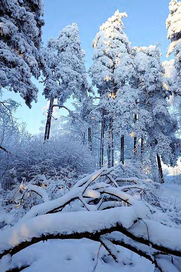 palokärjen ruokapöytää