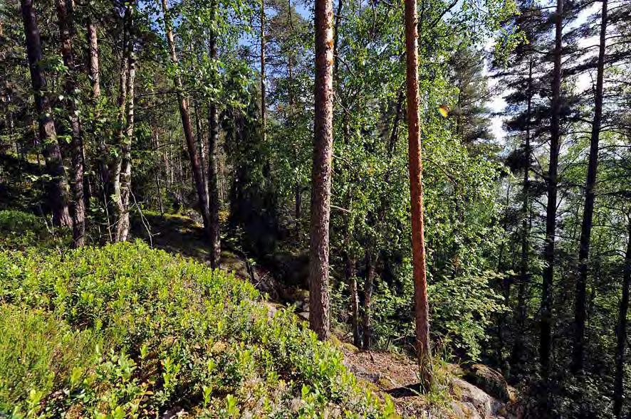 37 säveltulvaansa männyssä niin, että oranssinpunainen kurkku näkyi hyvin.