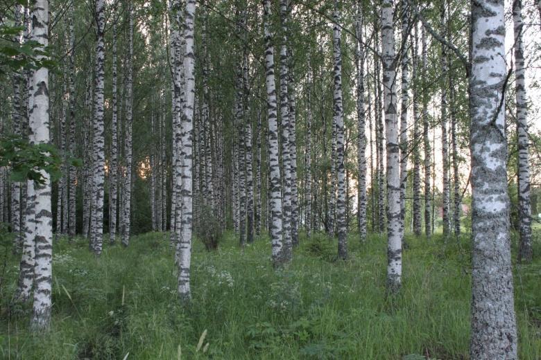 Kenttäkerroksessa kasvaa valkovuokkoa, käenrieskaa, kyläkellukkaa, päivänkakkaraa, metsäkurjenpolvea, metsäalvejuurta, leskenlehteä, nokkosta, nurmitädykettä, voikukkaa, rönsyleinikkiä, koiranputkea,