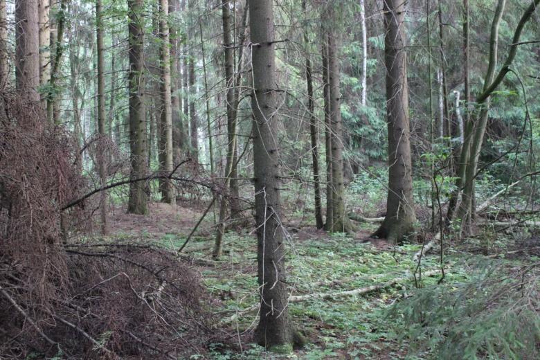 8 suikerosammalia ja metsäkerrossammalta. Kuvio on käenkaali-oravanmarjatyypin tuoretta keskiravinteista lehtoa (OMaT).