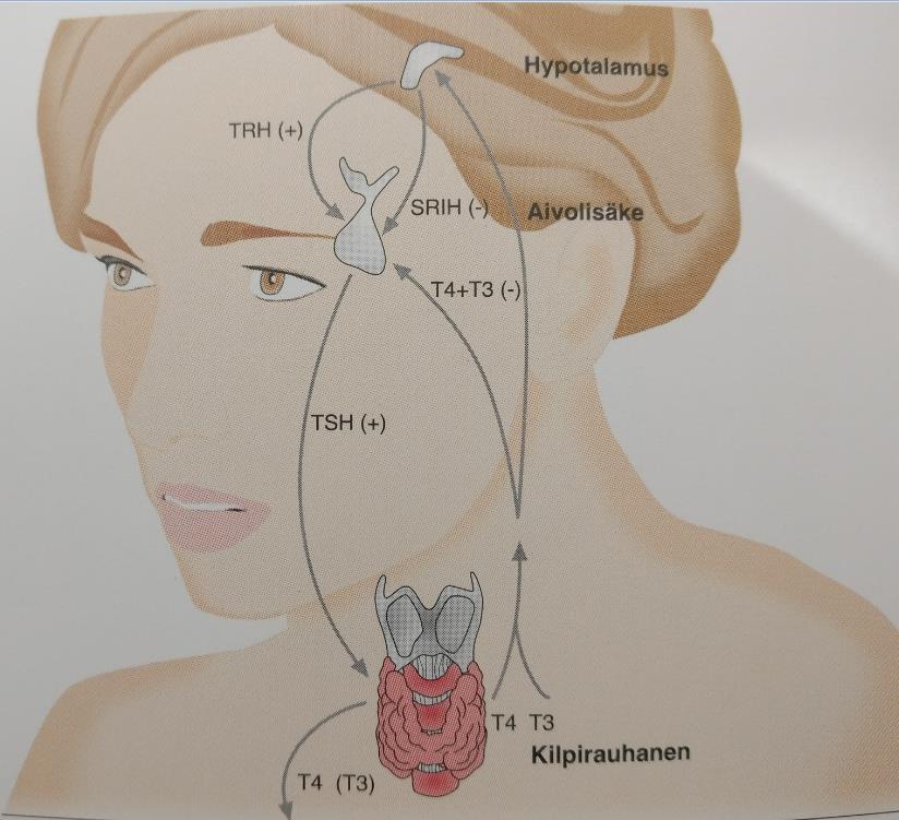 17 Kuva 3. Takaisinkytkentä (Soppi 2013). 4.3.1 Aivolisäke ja human thyroid stimulating hormone (htsh) Aivolisäke eli hypofyysi on kaksijakoinen, erittäin pieni, vain noin puoli grammaa painava umpirauhanen.