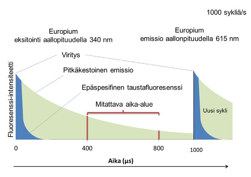 20 Europium-leimalla on iso Stokesin siirtymä eli pitkä eksitaatio -ja emissioaallonpituuden ero. Leima tuottaa signaalia virityksen jälkeen suhteellisen pitkään, noin 1 ms ajan.