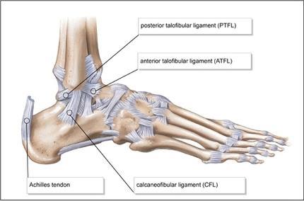 8 KUVA 3. Nilkan lateraaliset ligamentit (The Ankle 2015.) Kun nilkka vääntyy inversioon eli sisäänpäin, FTA- ja FC-ligamentit venyttyvät tai repeävät (kuva 4).