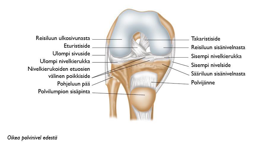 12 taan menot ja eturistisiteen vammat. Salibandyssa yleisimpiä ovat polven ligamenttivammat. Polven ligamenttivammat jaetaan sisä- ja ulkosivusiteen sekä etu- ja takaristisiteen repeämiin (kuva 6).