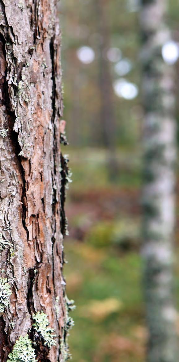 VASTUULLISUUS 45 59 UPM varmistaa, että sen käyttämä puu ja puukuitu on kestävästi hankittua UPM käyttää kolmannen osapuolen varmistamaa puun alkuperän seurantajärjestelmää ja metsäsertifiointia