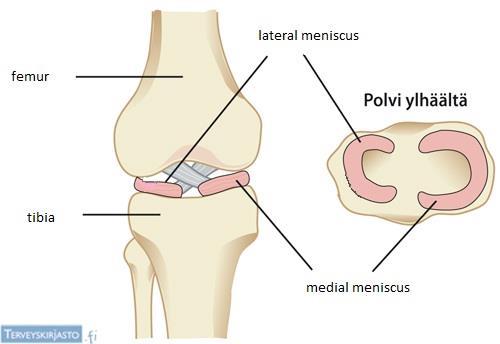 6 2.4 Meniskit Iskunvaimennuksesta polvessa huolehtii lateraalinen ja mediaalinen meniski, joiden tehtävänä on vakauttaa polvinivelen liikkeitä ja kuormitusta (kuva 3).