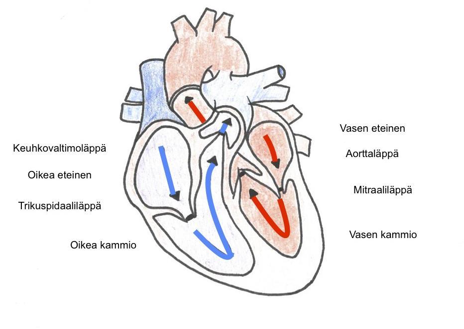 Sydänpussi eli perikardium (pericardium) on kahden kalvon rajaama ontelo, joka verhoaa sydäntä. Se sisältää pienen määrän nestettä, joka vähentää supistelevan sydämen hankauskitkaa.