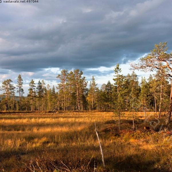 Mustajoki, Kaisu Aapala, Eeva Primmer, Virpi Lehtoranta, Suvi Vikström LUKE: Eija