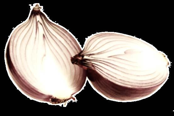 ONION