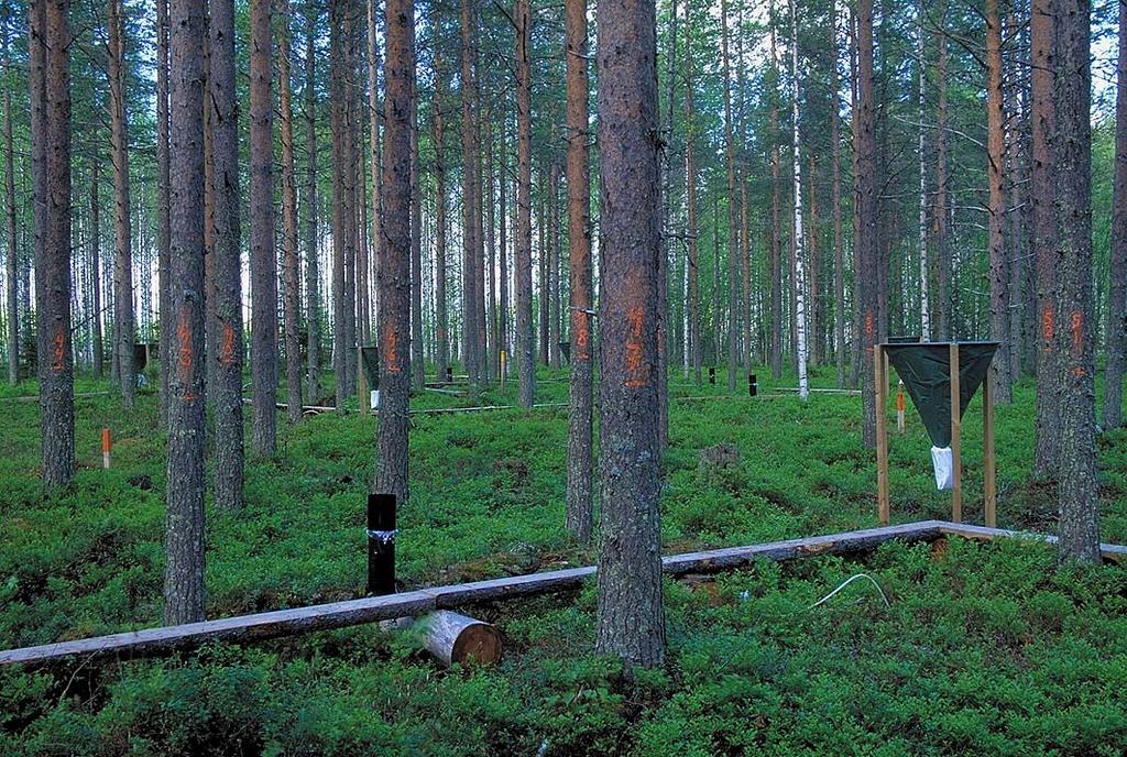 Ektomykorritsalliset lyhytjuuret ja kasvupaikan sekä puuston ominaisuudet