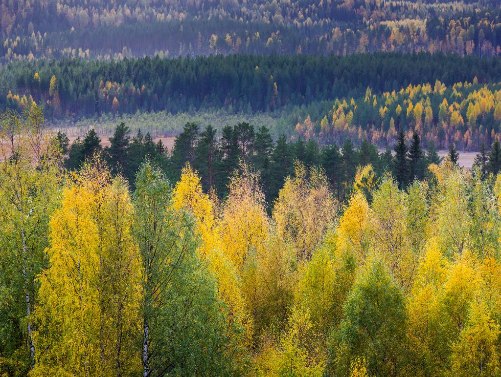 Mikä on kuolinpesäsi osakkaille sopiva metsän omistusjärjestely? Kuolinpesän osakkaiden kannattaa miettiä kuolinpesän purkua jo varhaisessa vaiheessa.