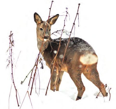 Tietoa lajeista ja riistakannoista Data of game species and populations Tieto on kaikkien saatavilla Verkkopalvelu nopeuttaa laskentatulosten keruuta, helpottaa tiedon säilyttämistä ja auttaa