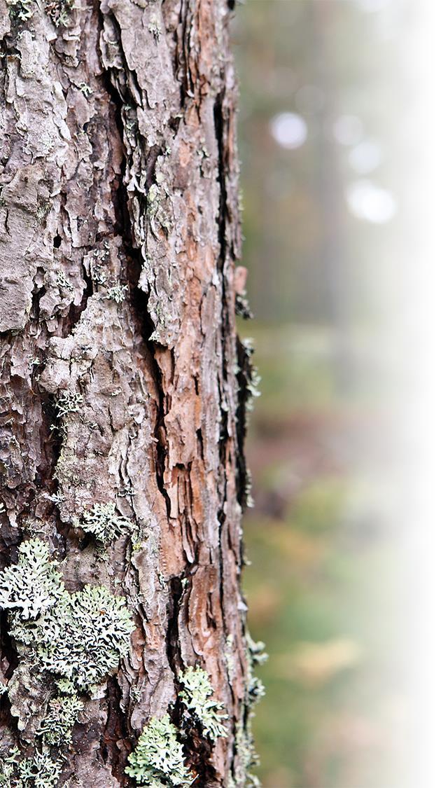 METSÄTILAKAUPPA POHJOIS-POHJANMAALLA JA KAINUUSSA UPM Bonvesta