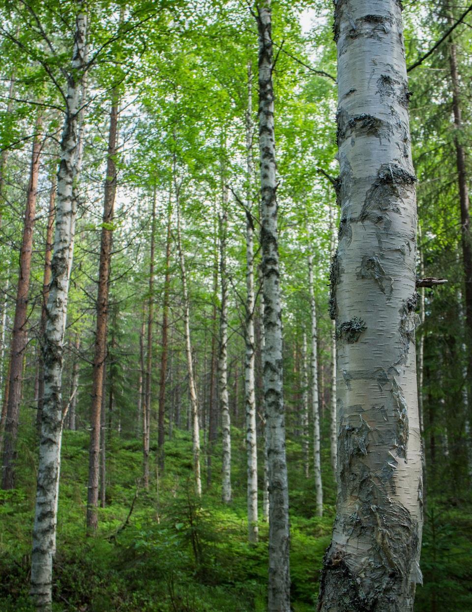 Sopimusmyyjien toiminta UPM Bonvesta -sopimusmyyjät pääasiassa yksityisiä välitystoimistoja erikoistuneet