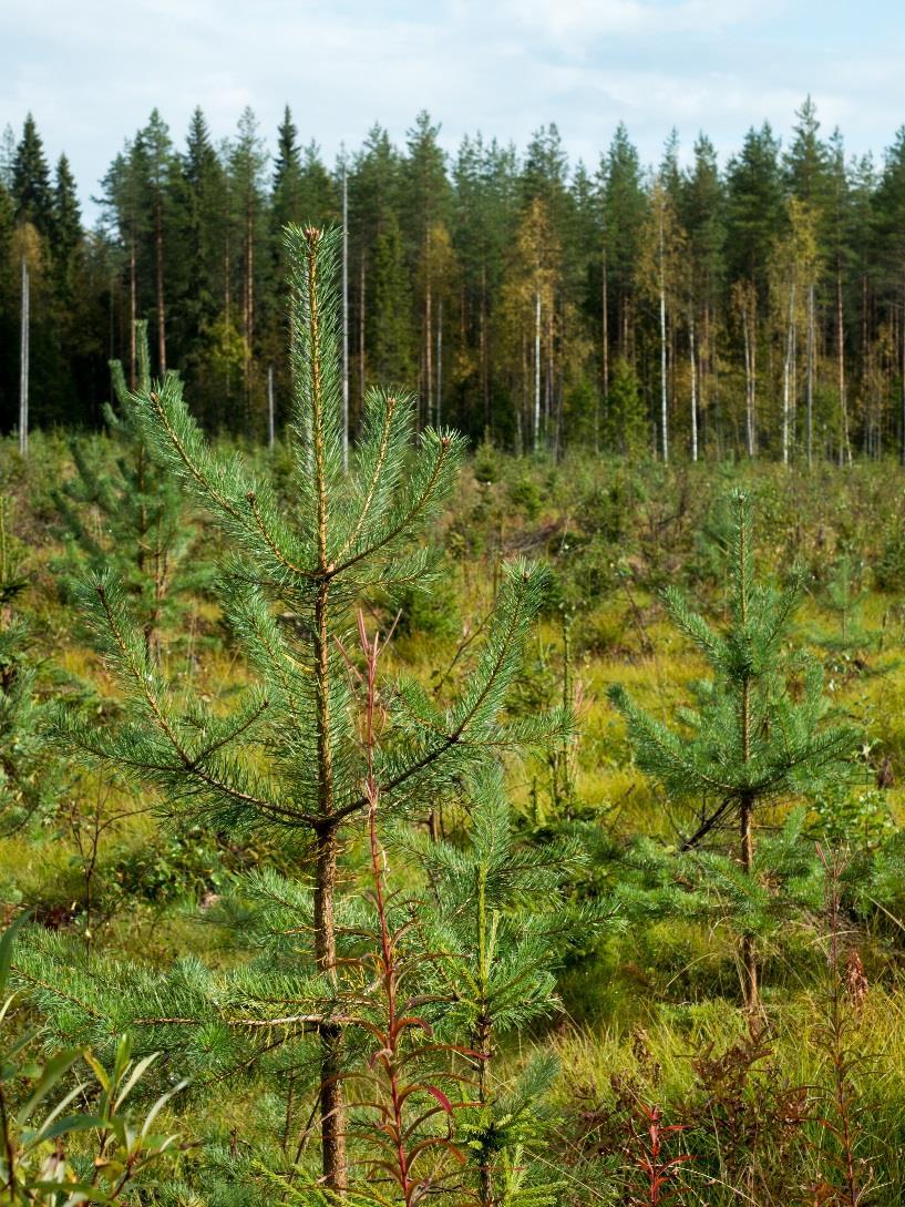 Kehitys vuoden 2009 jälkeen Tarjonta on lisääntynyt ja edelleen kasvattanut kysyntää Uuden tyyppisiä, aktiivisia ja ammattimaisia metsänomistajaryhmiä on syntynyt Metsä on sijoituskohde siinä missä