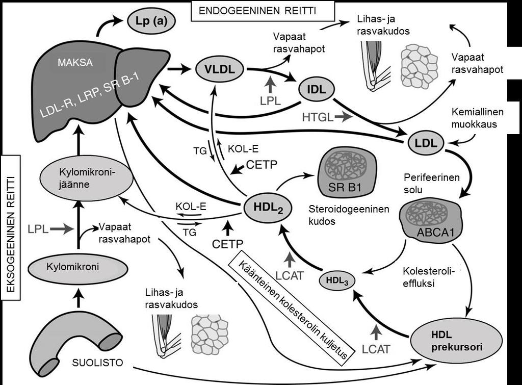 21 Kuvassa 3 on esitetty lipoproteiinimetabolian endogeeninen ja eksogeeninen reitti sekä käänteinen kolesterolin kuljetus.