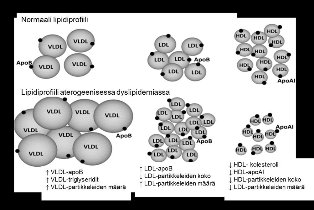 25 ja sisäelinten ympärille kertyvä rasva lisää vapaiden rasvahappojen määrää ja kulkeutumista maksaan, mikä puolestaan lisää maksan triglyseridien ja kolesterolin tuotantoa ja triglyseridipitoisten