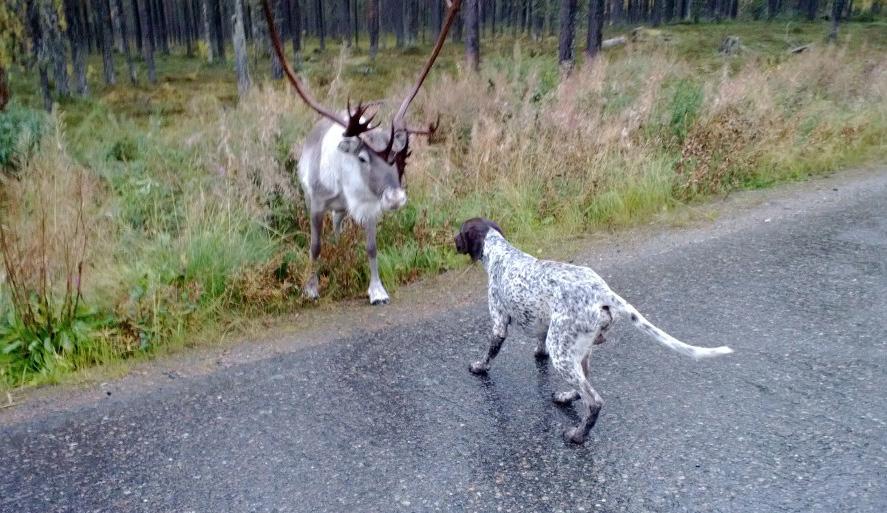 Kanakoirametsästäjä poronhoitoalueella Onko suunnitelmassasi maaliskuinen talviriekkojahti Ylä- Lapissa?