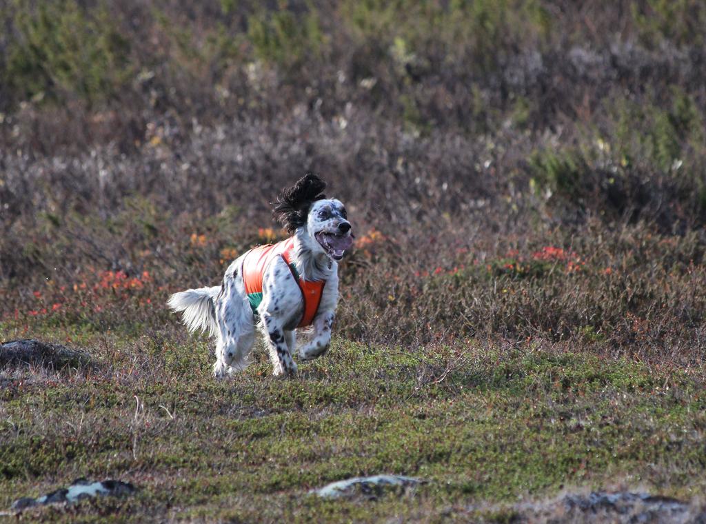 Ferdesmyras B Lily White Haltia Vuoden 2015 englanninsetterit Vuoden 2015 englanninsetterit on selvillä ja ykköstilan molemmissa sarjoissa nappasi Ferdesmyras B Lily White Haltia (om. Ilkka Korhonen).