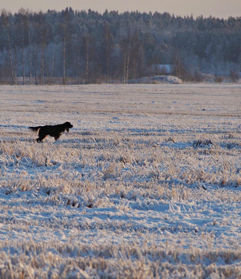 GS-jaos tulevia tapahtumia: Maaliskuu Roturinki ja kerhon vuosikokous 12.3.2016 Lapua Toukokuu Pyyjahdista, jaosten välinen ampumakilpailu 20.5.2016 Kerhon kesäpäivät 20.-22.5.2016 Syyskuu Gordoninsettereiden metsämestaruus 17.