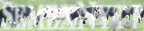 Helmikuu 2009 SEMEX TOIMII KAIKKIALLA!