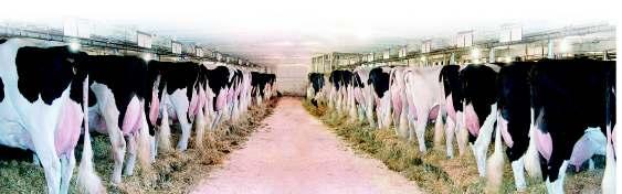 GÅRDSBY HOLSTEIN Myy 70 hiehoa Viimeinen huutokauppa Perjantaina 13.3.2009 Ohjelmassa perinteisiä kilpailuja isoille ja pienille.. Kanadan matkan arvonta - Kuka lähtee reissuun syksyllä?