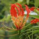 8 Huonekasvit 0100 Exotic Garden luettelo 2018 GLORIOSA superba Keijunlilja 0100353 Riippuva kaunotar. Keltaiset ja punaiset kukat, joissa on taaksepäin kääntyvät terälehdet.